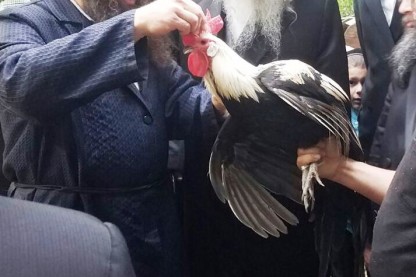 בראקל, עוף