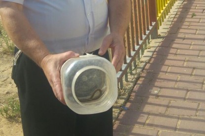 שטיינר, נחש